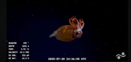 Imagen submarina captada por el vehículo operado remotamente (ROV) SuBastian