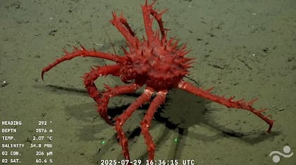 Imagen submarina captada por el vehículo operado remotamente (ROV) SuBastian