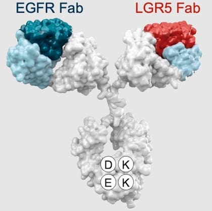 Imagen tridimensional del anticuerpo petosemtamab, con su forma de Y (Merus)