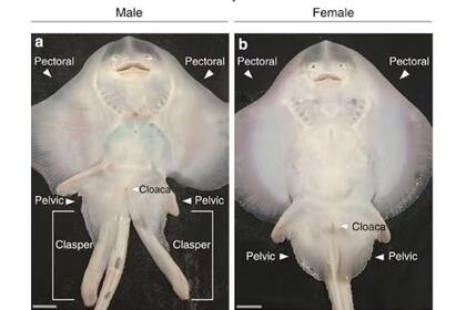 Imágenes comparativas del área ventral de un macho (izquierda) y una hembra (derecha) de Leucoraja erinacea . Obsérvese, a ambos lados de la cola, los pterigópodos del macho
