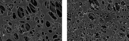 Imágenes de laboratorio de antes (derecha) y después (izquierda) de haber expuesto a los voluntarios al ambiente exterior