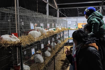 Imágenes de las diferentes razas de conejos de la Exposición Rural de Palermo