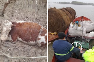 Un fenómeno extremo provoca la muerte de vacas en una zona de islas y temen que se agrave