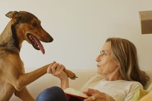 Cuánto tiempo recuerdan los perros a una persona con la que tienen un vínculo afectivo