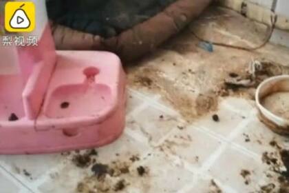 Imágenes mostrando el piso del departamento de Lisa Li cubierto de excremento de perro se volvieron virales