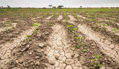 Imágenes que en los últimos meses reflejaron la sequía en los lotes cultivados