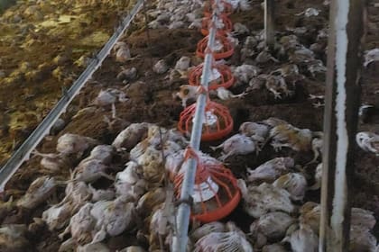 Imágenes sensibles: así quedó una de las granjas tras las inundaciones en la provincia