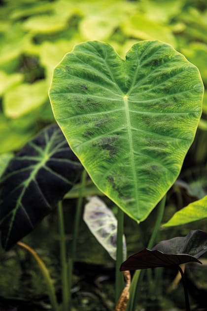 Imerial, también llamada ‘Antiquorum’. Desarrollo máximo
aproximado de 1 m. De tonos muy variables en sus hojas y su
intensidad de oscuros dependerá de la cantidad de sol directo que
reciba