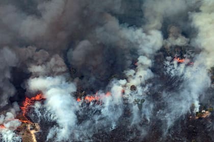 "En cada hectárea quemada podemos estar perdiendo una planta o una especie animal que ni siquiera conocemos", dijo Andre Guimaraes, director del Instituto de Investigación Ambiental de la Amazonia (IPAM)