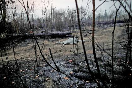 Continúan los incendios en el Amazonas
