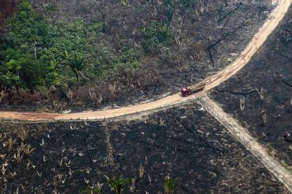Un camión traslada troncos en medio de la devastada jungla a causa de los incendios
