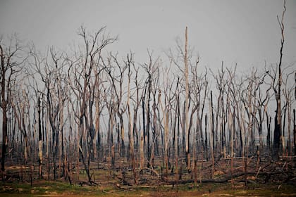 "Es muy difícil tener incendios naturales en la Amazonia. Suceden en su mayoría por la mano del hombre"