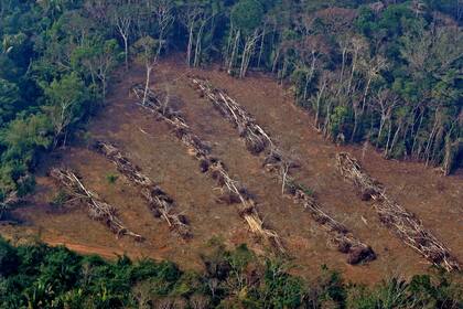 Varios troncos apilados esperan para ser recogidos por los camiones, mientras la deforestación avanza hacia la jungla