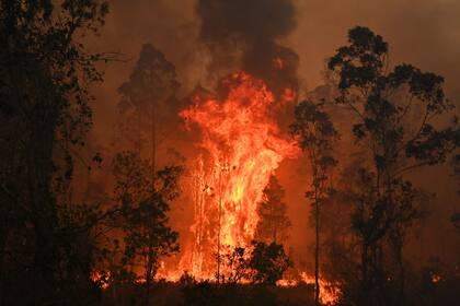 En período estival, los incendios de maleza y monte bajo son frecuentes en Australia, pero este año empezaron de forma precoz