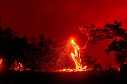 Los bosques están siendo devorados por la llamas