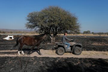 Los habitantes de la zona trasladan a sus animales para evitar que sean alcanzados por el fuego, la fauna de la zona se vio muy afectada por el incendio