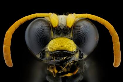La belleza del pequeño mundo de Pierre Anquet.