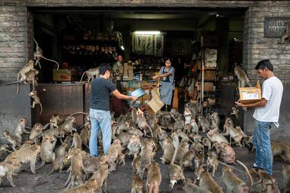 Monkey City de Joan de la Malla.