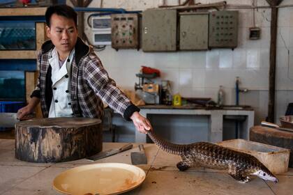 Pangolines en crisis por Brent Stirton.