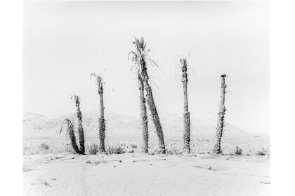 Conferencia de las Aves por Sybren Vanoverberghe.
