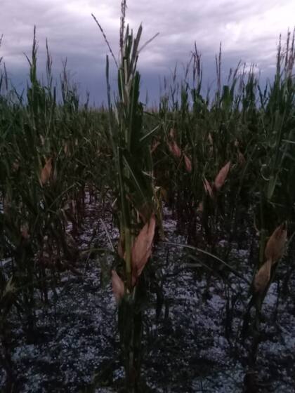 Impacto del granizo en el maíz