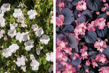 Impatiens walleriana y begonia semperflorens
