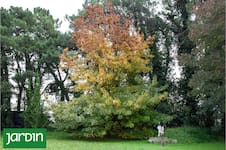 El poder del roble: un árbol milenario que ahora también se siente en la piel
