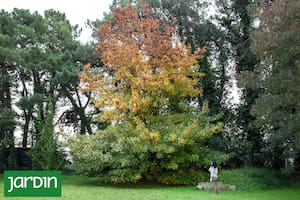 Un árbol milenario que suma hoy una práctica terapéutica que resignifica sus propiedades naturales