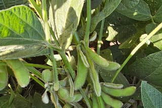 Importaciones de soja 2025/26 de la UE alcanzan 9,98 millones de toneladas al 12 de abril