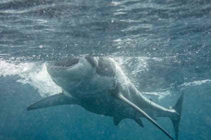 Impresionantes imágenes de un tiburón de cerca