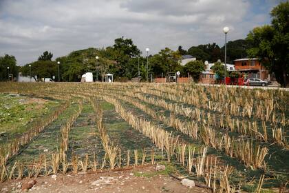 Para la defensa de la costa en el barrio El Ceibo rellenaron con tosca toda una franja e introdujeron una planta exótica llamada vetiver