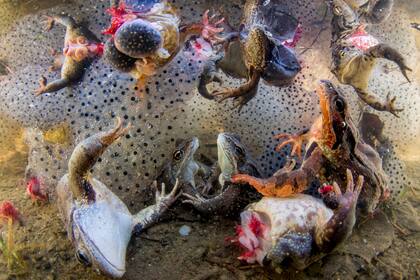 La foto "Harvesting Frogs Legs", ganó en la categoría Naturaleza