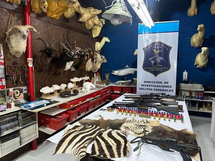 Incautaron taxidermias de especies exóticas provenientes de América del Norte, Asia y África