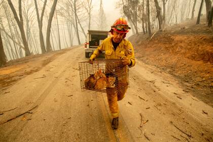 Incendio en California: el fuego avanza sin dar tregua, es el incendio forestal más mortífero en la historia del estado