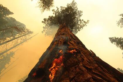 Las llamas se extendieron por un árbol (fueron apagadas por los bomberos con mangueras) 