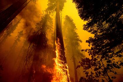 Las llamas alcanzaron un árbol en el Bosque Nacional Sequoia