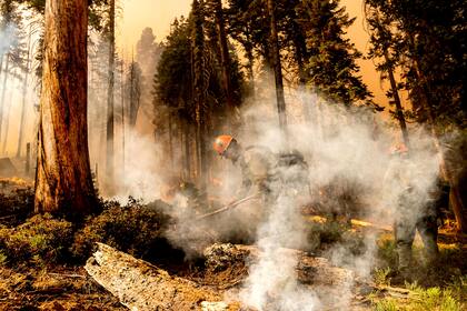 El bombero Aidan Hart lucha contra el Windy Fire mientras arde en la arboleda Trail of 100 Giants del Sequoia National Forest