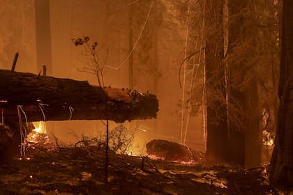 El cambio climático y los años de sequía hacen que los incendios forestales se vuelvan más grandes y calientes