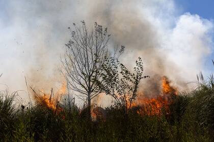 El Parque Nacional Ciervo de los Pantanos en Campana se incendia desde ayer 