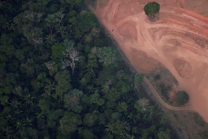 La política agroindustrial de Bolsonaro fomentó la tala de árboles en el bosque amazónico y el aumento de la productividad 