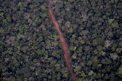 Los incendios forestales han aumentado en Mato Grosso y Pará, dos estados agrícolas que han empujado la agricultura hacia la cuenca del Amazonas y donde se ha estimulado la deforestación desde que asumió el presidente