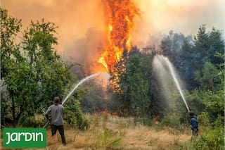 Por qué el bosque patagónico hoy se quema distinto