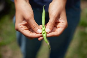 Incluirlas en nuestra alimentación supone aportarle al cuerpo fibra, yodo, potasio, hierro, fósforo, calcio, folatos y vitamina C (Foto: iStock)