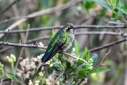 Incluso en los días más fríos, el jardín puede convertirse en un punto de encuentro para diversas aves