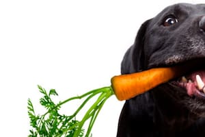 Incorporar alimentos frescos a la dieta de los perros les brinda variedad y beneficia tanto su salud mental como intestinal (Archivo)