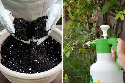 Incorporar compost al sustrato y aplicar un fertilizante sobre las hojas, dos prácticas sencillas que ayudan a aumentar las defensas naturales de las plantas.