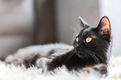 Incorporar un gato a un hogar supone ciertos cuidados 
