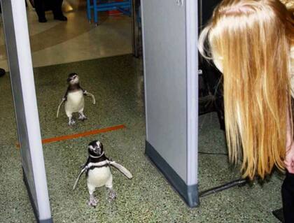 Increíble: dos pingüinos en el aeropuerto de San Antonio, Texas