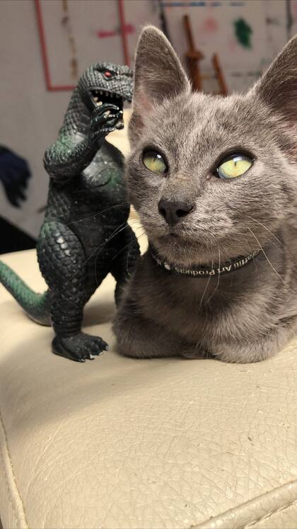 Indi posa para las fotos. "Desde chiquito tuvo una mirada de actor de Hollywood, por eso le puse ese nombre".