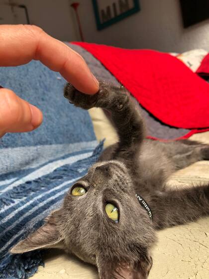 Indi tenía menos de dos meses cuando fue adoptado.